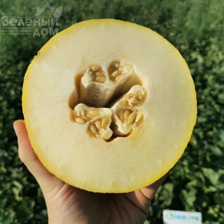 Дайана (INX 1097) F1 / Dayana (INX 1097) F1,62 дней фото 3