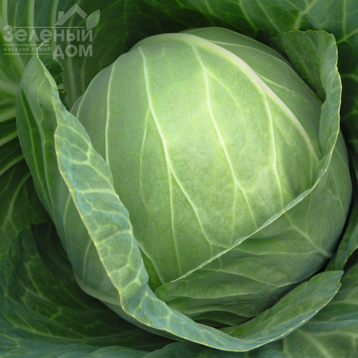 Кебтон F1 / Cabton F1,120 днів фото 2