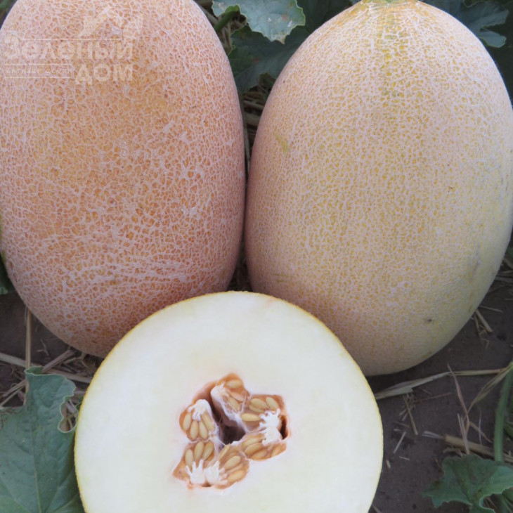 Емі (INX 1037) F1 / Amy (INX 1037) F1,75 днів фото 2