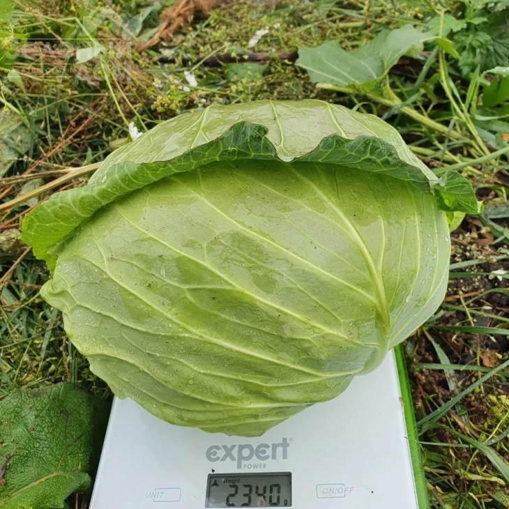 Шані F1 / Shani F1,60-70 днів фото 3