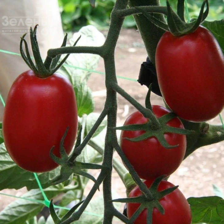 ЮГ 205 F1 / UG 205 F1,118 дней фото 1