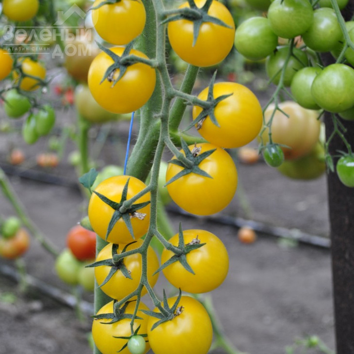 Голдвін F1 / Goldwin F1,65-70 днів фото 2