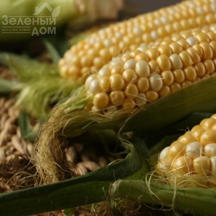 Ракель F1 / Rakel F1,72-73 дня фото 2