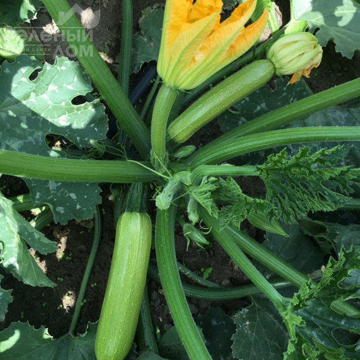 Ісмаліа F1 / Ismalia F1,40-45 днів фото 2