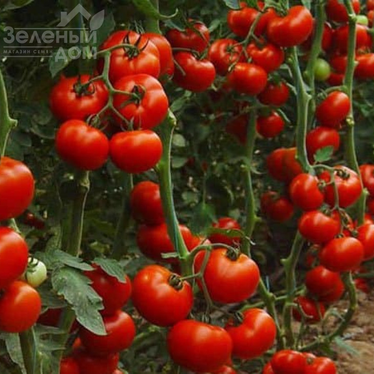 Женарос F1 / Jenaros F1,100-124 днів фото 1