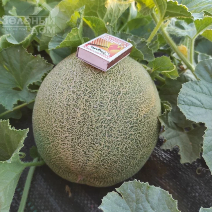 Нора (INX 1234) F1 / Nora (INX 1234) F1,55 дней фото 2