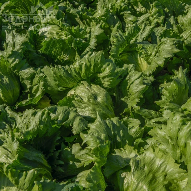 Бизнес / Business,47-50 дней фото 1