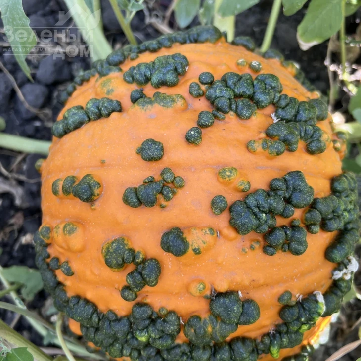 Ворти Гоблин F1 / Vorti Goblin F1, 95-105 дней фото 2