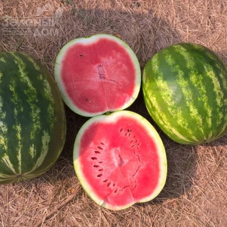 Термез F1 / Termez F1,60-65 дней фото 3