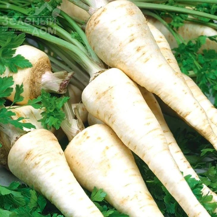 Осборна / Osborna,180-195 дней фото 1