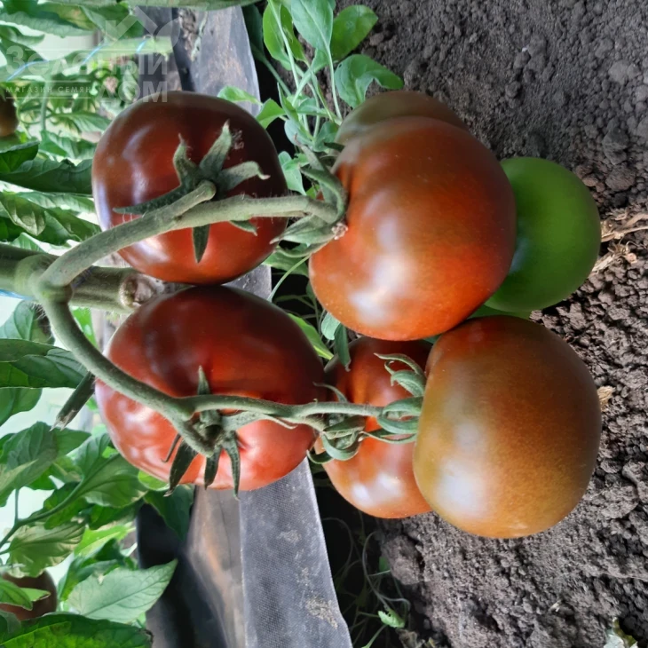 Керук F1 / Keruk F1, 70 дней фото 3