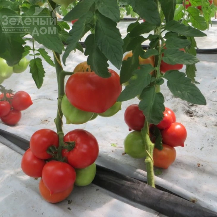 Целестин F1 / Celestin F1,65 дней фото 2