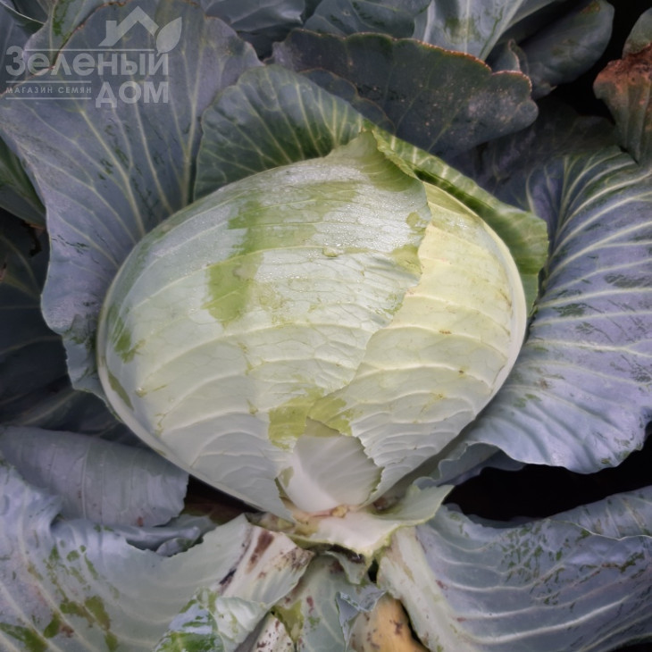 Рітейл F1 / Retail F1, 120-130 днів фото 5