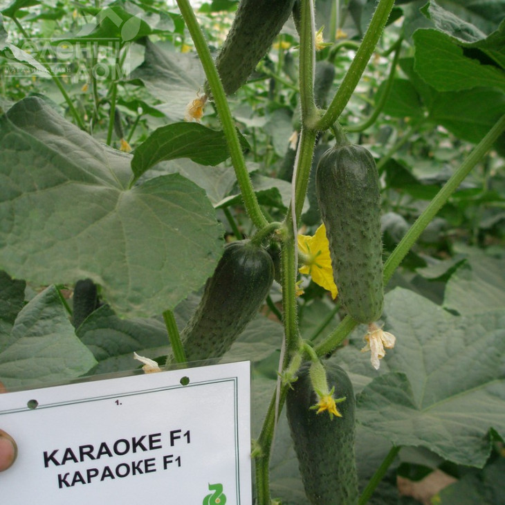 Караоке F1 / Karaoke F1 фото 1