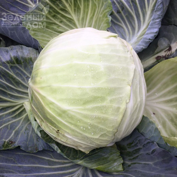 Баланс F1 / Balans F1, 115-120 днів фото 2