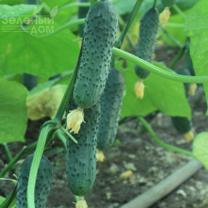 ТС 17-0311 F1 / TS 17-0311 F1 фото 2