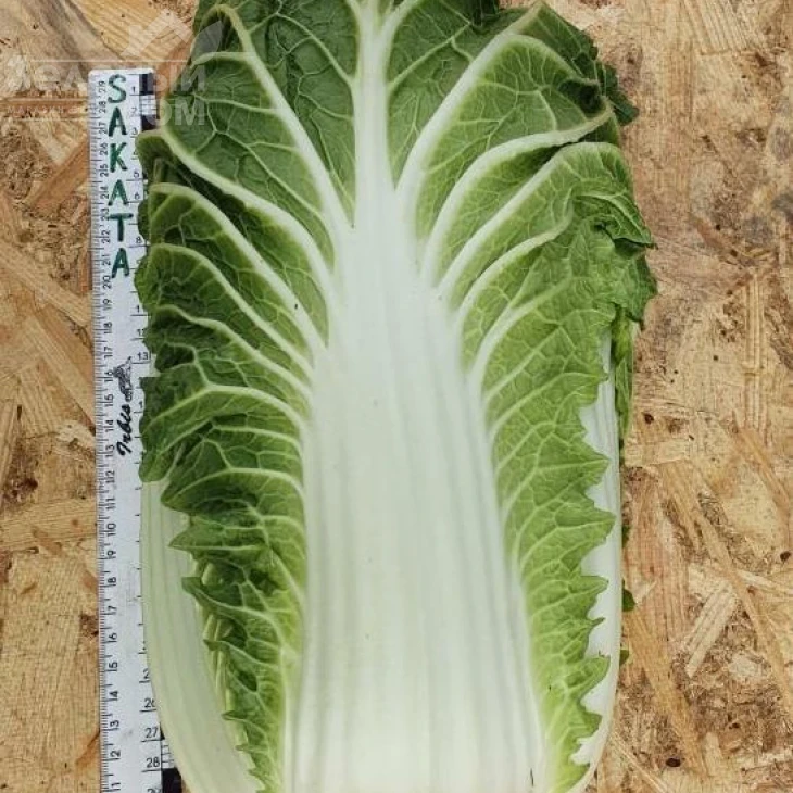 Натсуки F1 / Natsuki F1, 55-60 дней фото 5