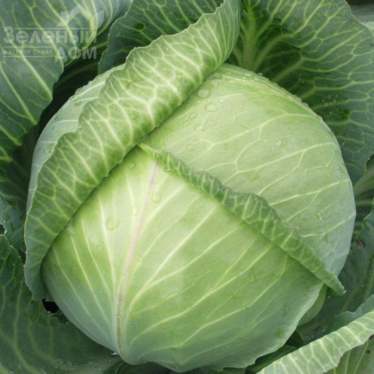 Ярославна / Yaroslavna фото 1