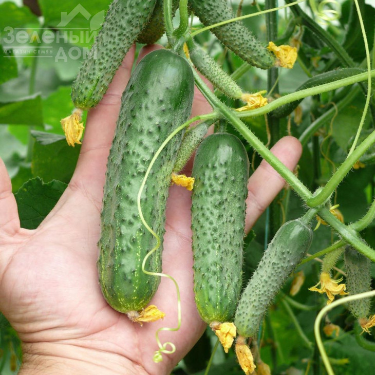 ЗКИ-104 F1 / ZKI-104 F1,42 дні фото 2