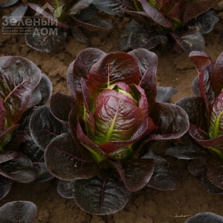 Мунред / Munred фото 3