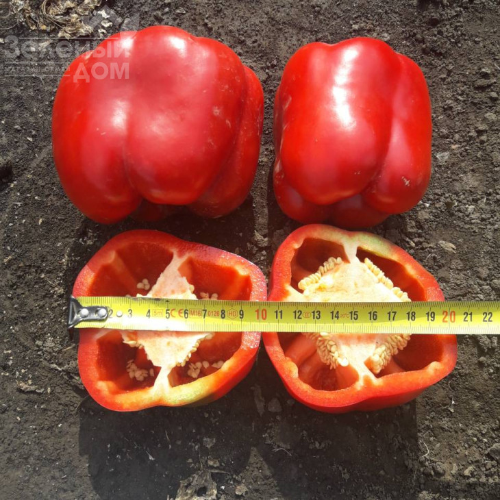 Кримсон Кінг F1 / Crimson King F1 фото 2