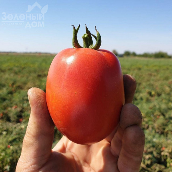 Кафа F1 / Kafa F1,70-75 днів фото 6