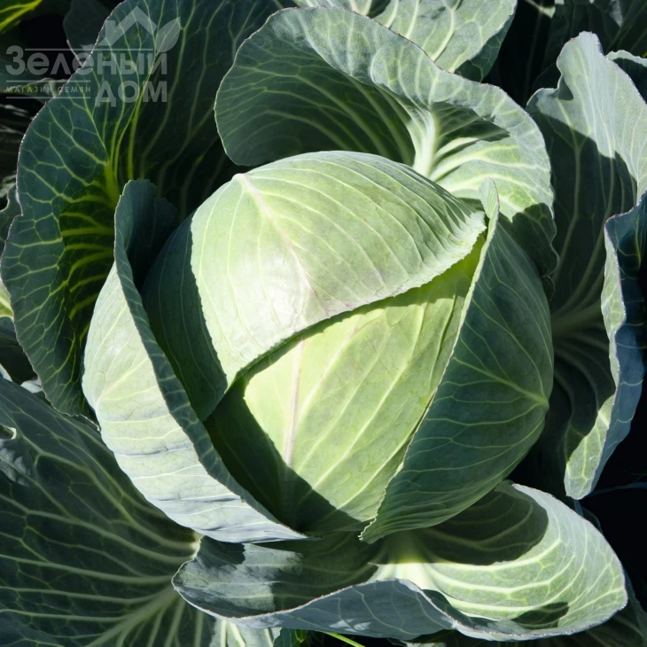 Каунтер F1 / Counter F1,145 дней фото 1