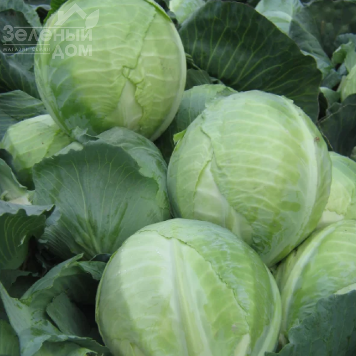 Бузоні F1 / Busoni F1,120 днів фото 1