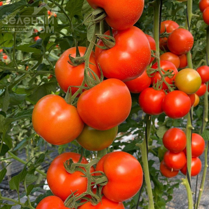 Буллз F1 / Bullz F1 фото 4