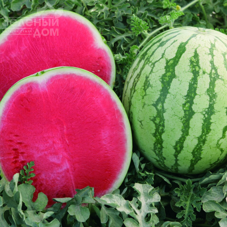 Бостон F1 / Boston F1,62-68 днів фото 1