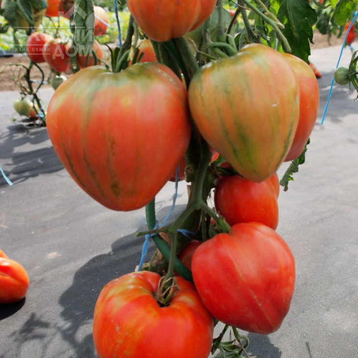 Геродес / Gerodes фото 1