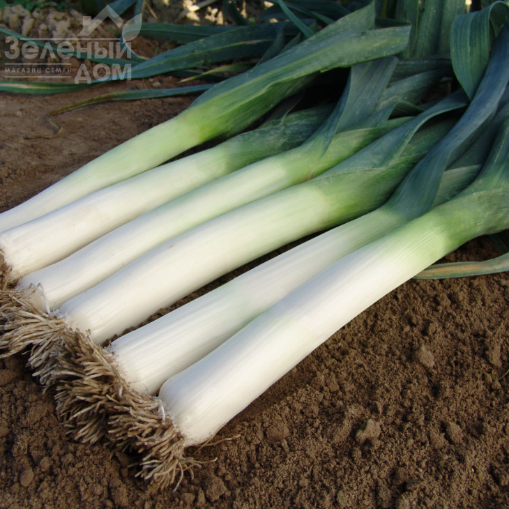 Голет / Golet,155-165 днів фото 1