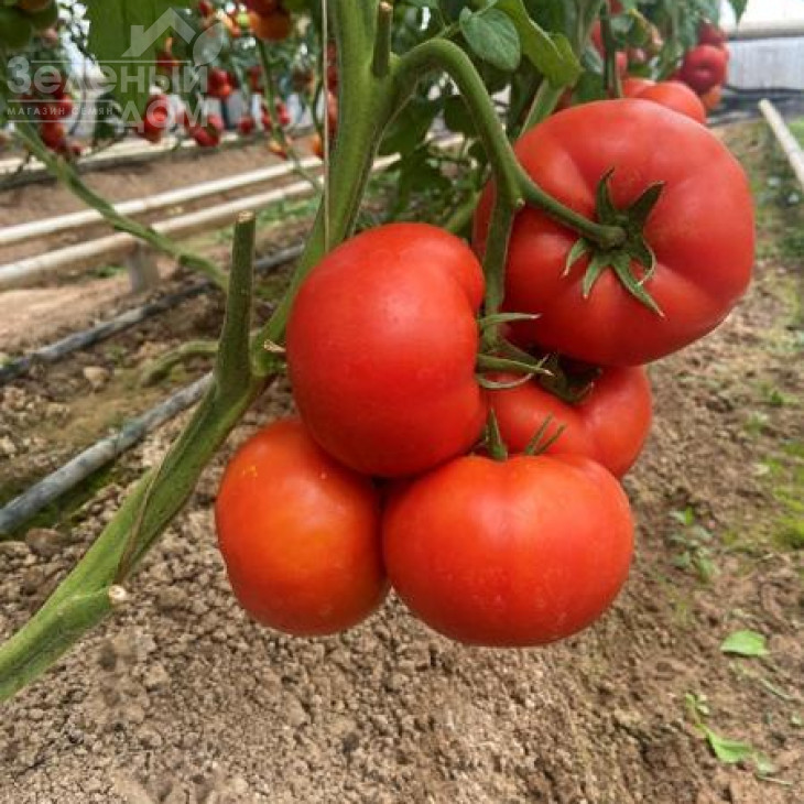 Жаміля  F1 / Zhamiliya F1 фото 2