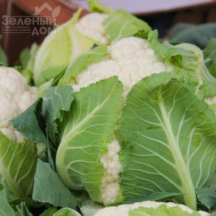 Джава F1 / Java F1, 75-80 днів  фото 1