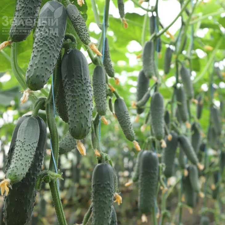 Сінклер F1 (КС 80 F1) / Sinkler F1 (KS 80 F1),45-50 днів фото 1