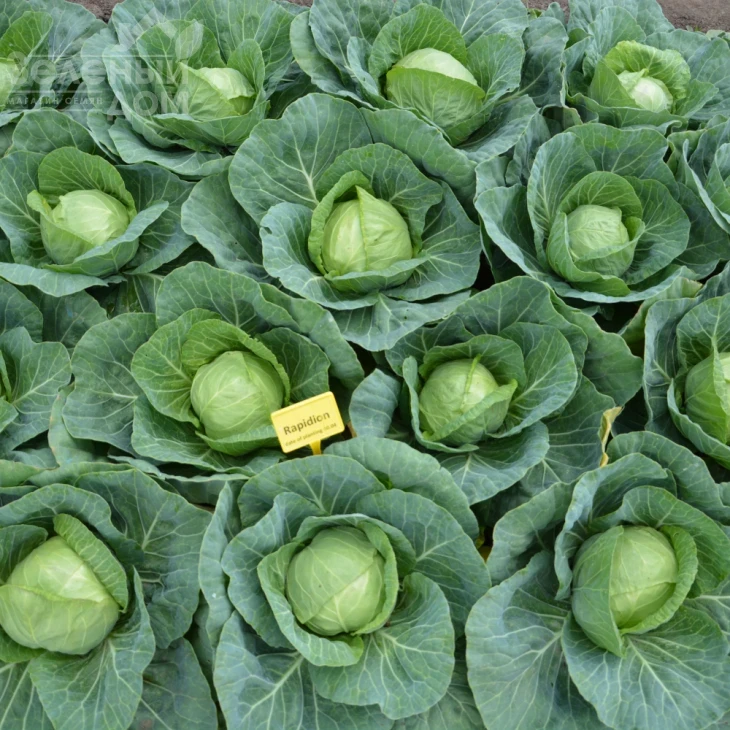 Рапидион F1 / Rapidion F1,45-50 дней фото 2