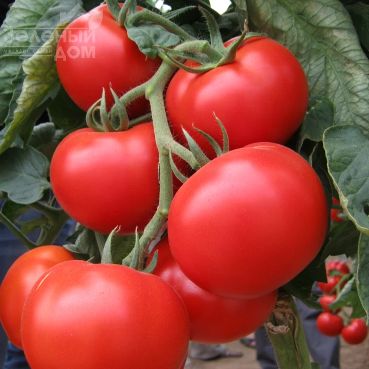 Ноэми F1 / Noemi F1,80 дней фото 1