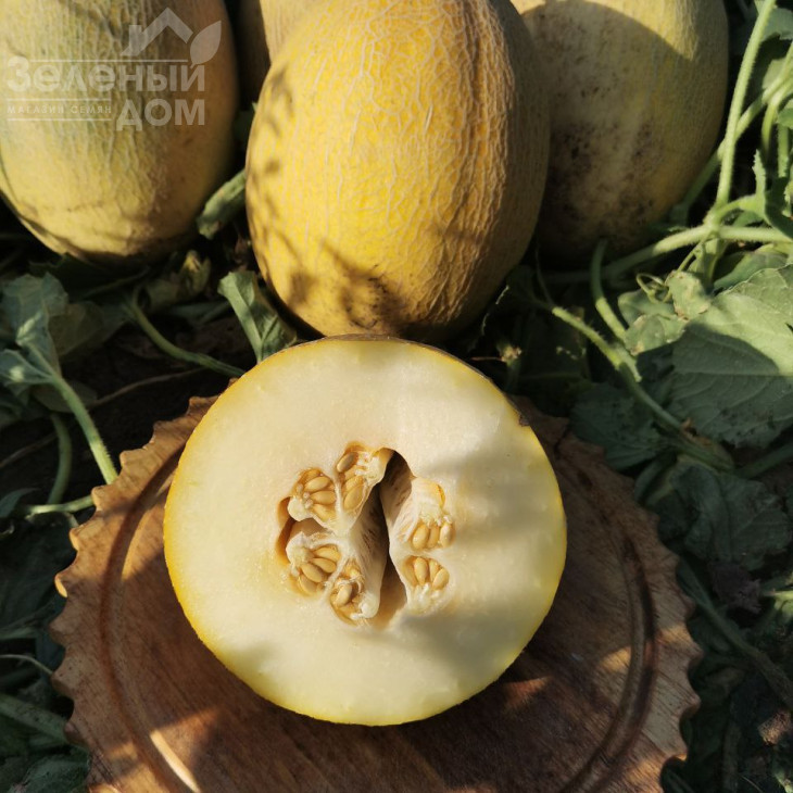 Дайана (INX 1097) F1 / Dayana (INX 1097) F1,62 днів фото 2