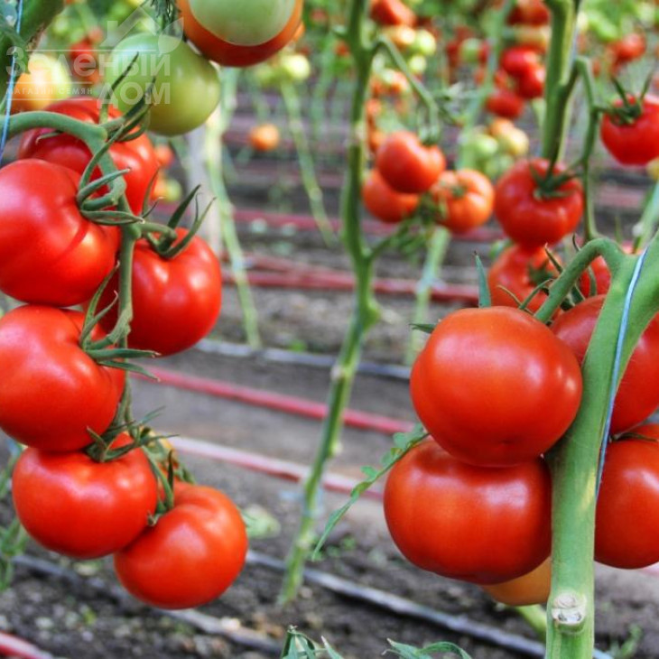 Реддер Булл F1 / Redder Bul F1 фото 2