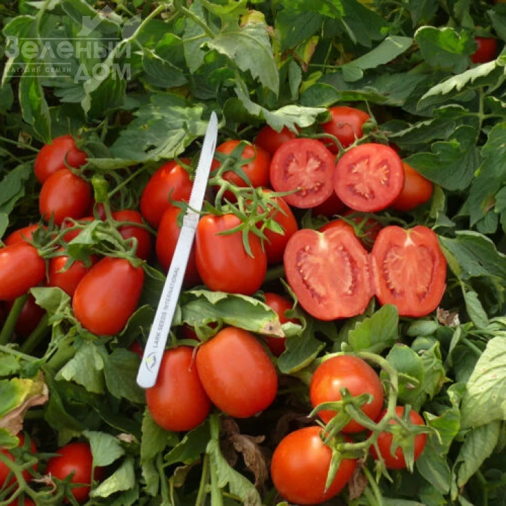 Платон F1 / Platon F1,116 дней фото 2