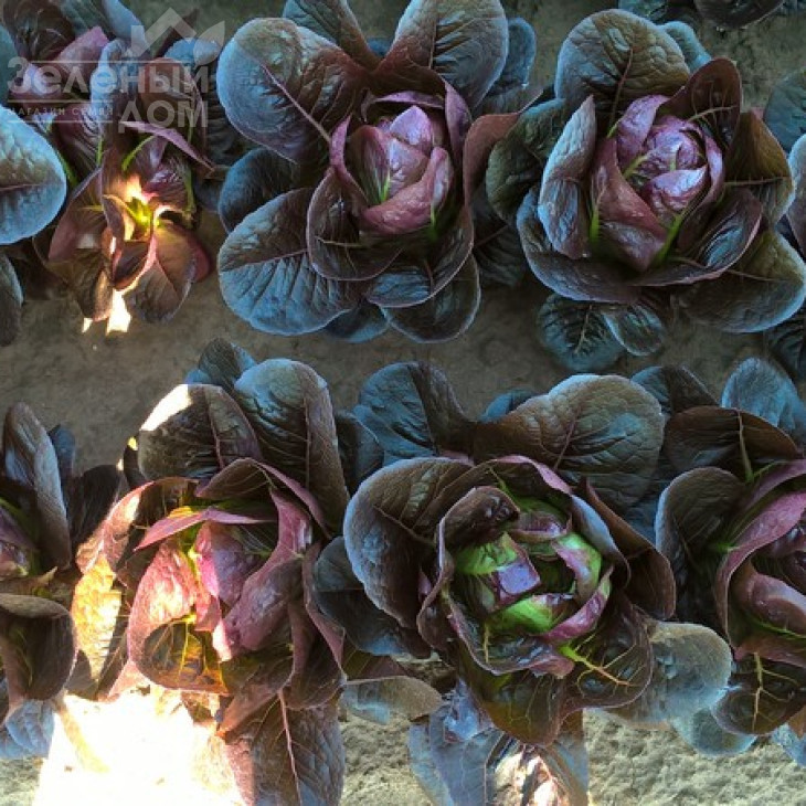 Мунред / Munred фото 1