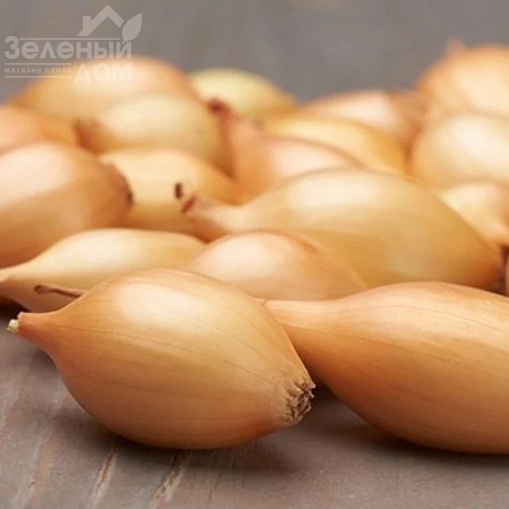 Элиста / Elista,100-110 дней фото 1