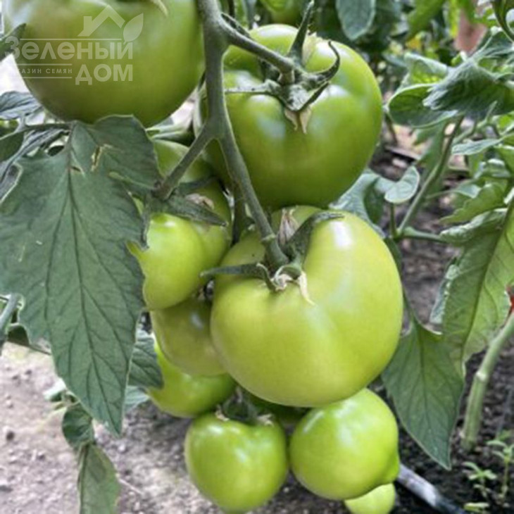 F155 F1 / F155 F1,90-95 днів фото 1