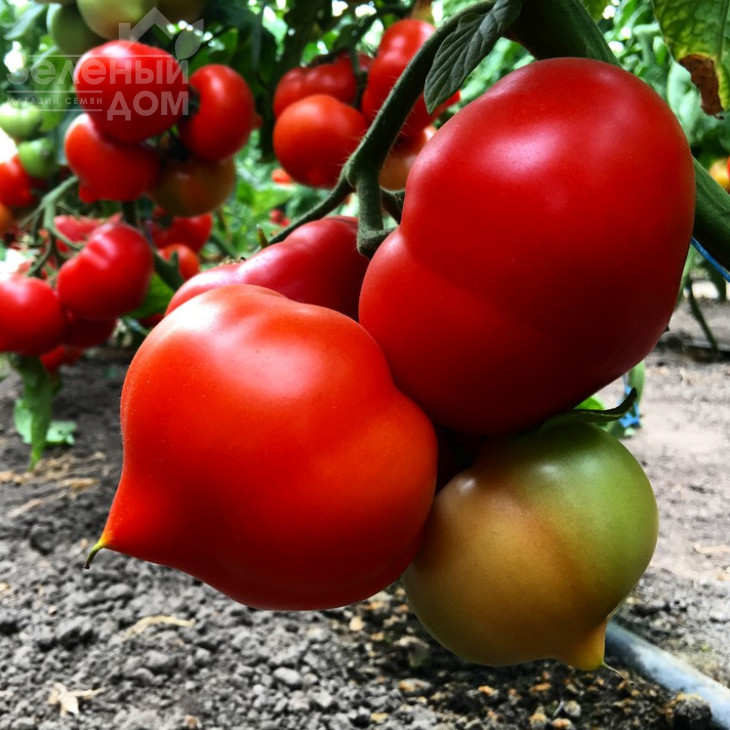 Вігго F1 / Viggo F1,105-115 днів фото 1