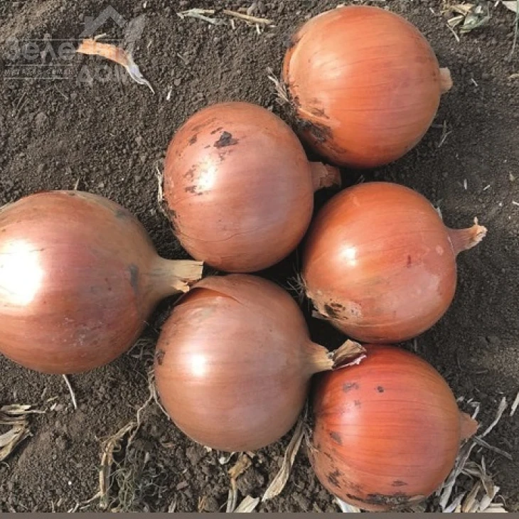 Минди F1 /  Mindi F1 фото 1