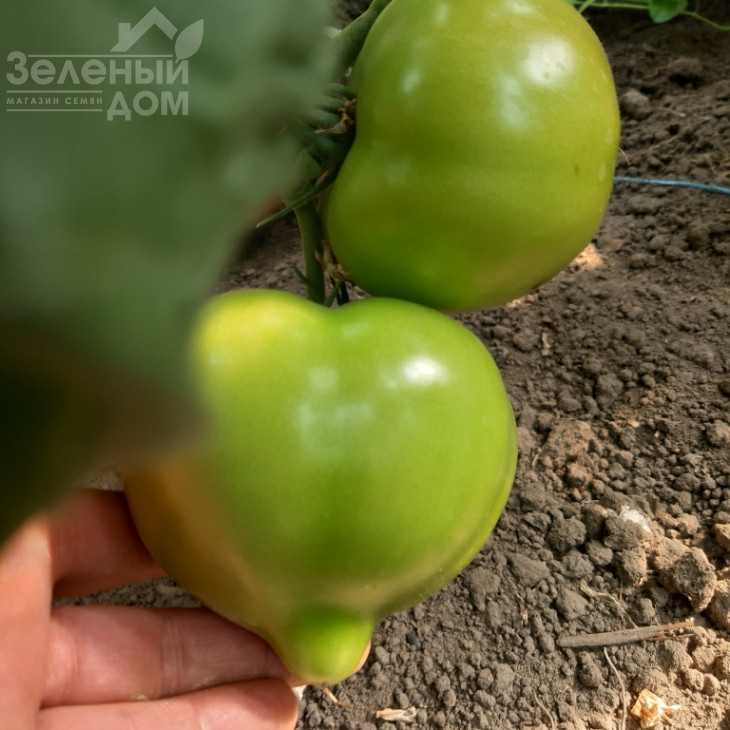 Нікса F1 / Niksa F1, 65-67 днів фото 3