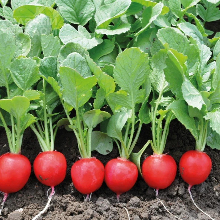 Прелито F1 / Prelito F1,20-22 дня фото 1