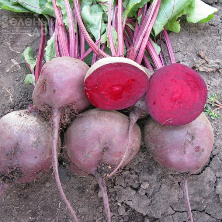 Ларка / Larka,100-120 днів фото 1