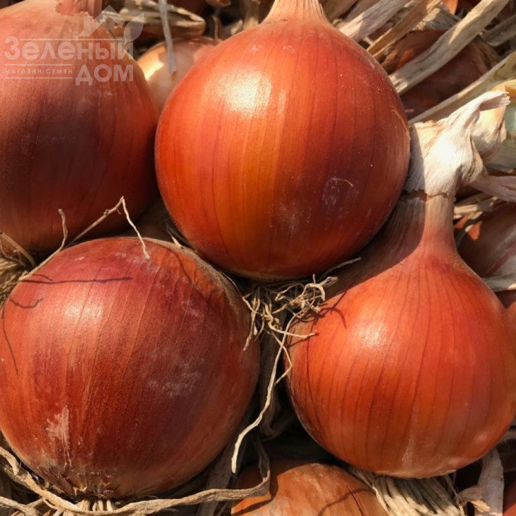 Сандра F1 / Sandra F1 фото 1