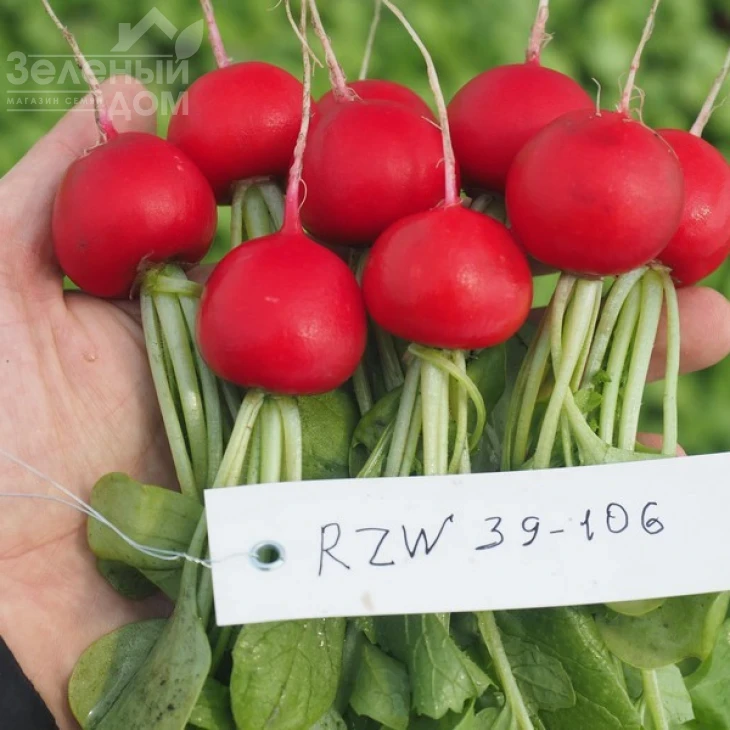 Бодиам F1 / Bodiam F1,20-25 дней фото 2